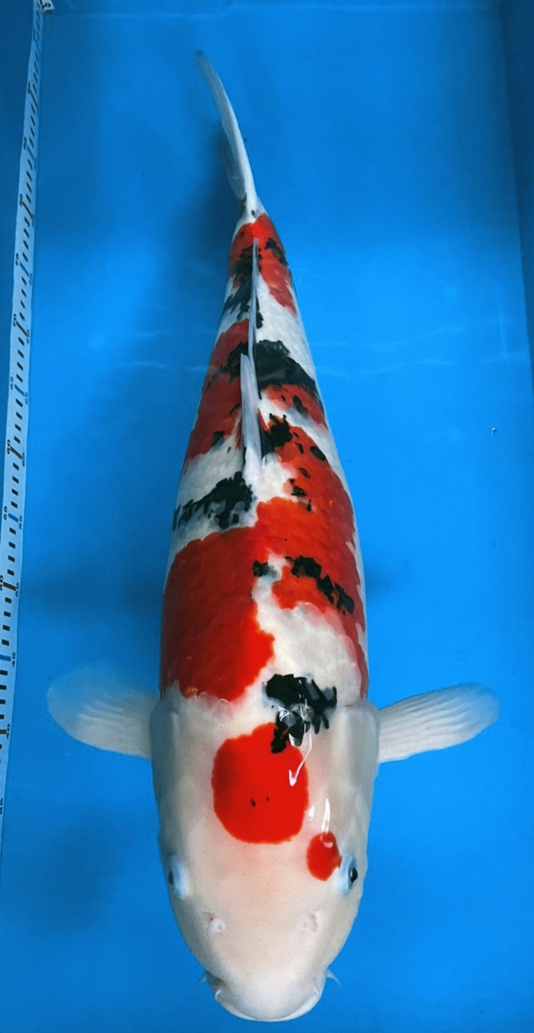 Juara 1
