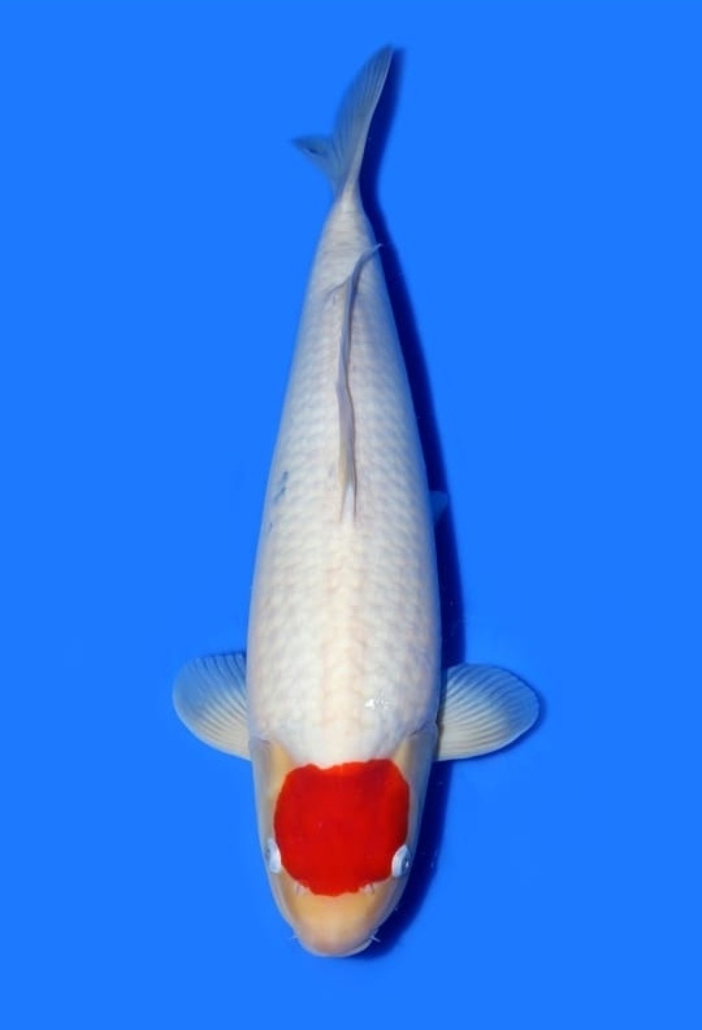 Juara 1