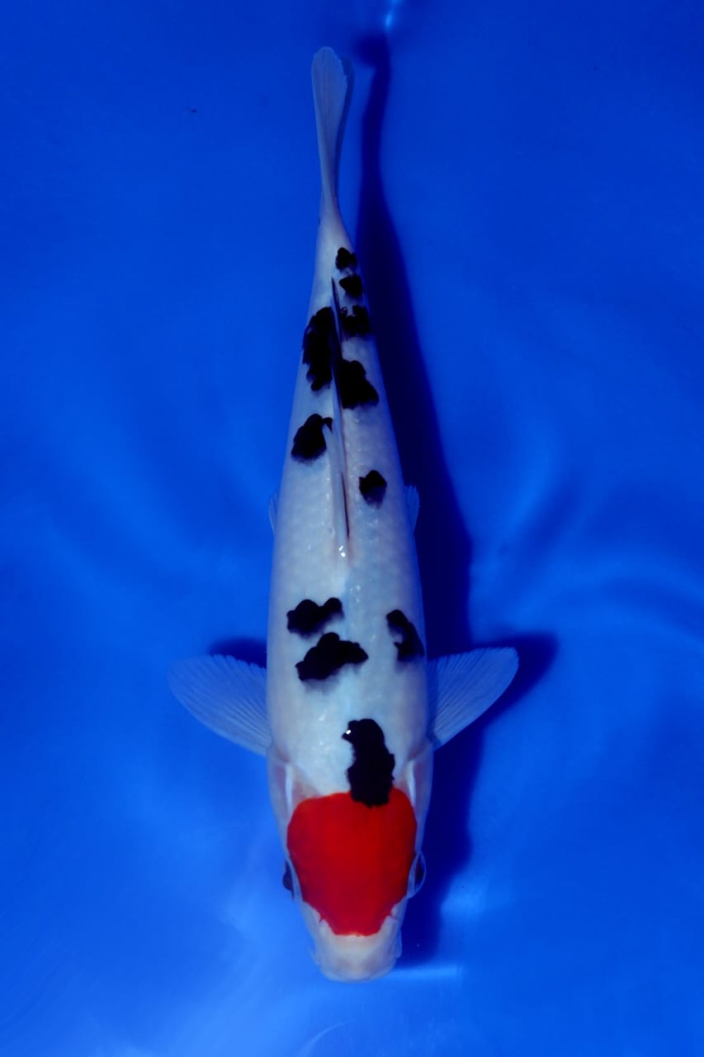 Best In Size C 16 - 20 cm