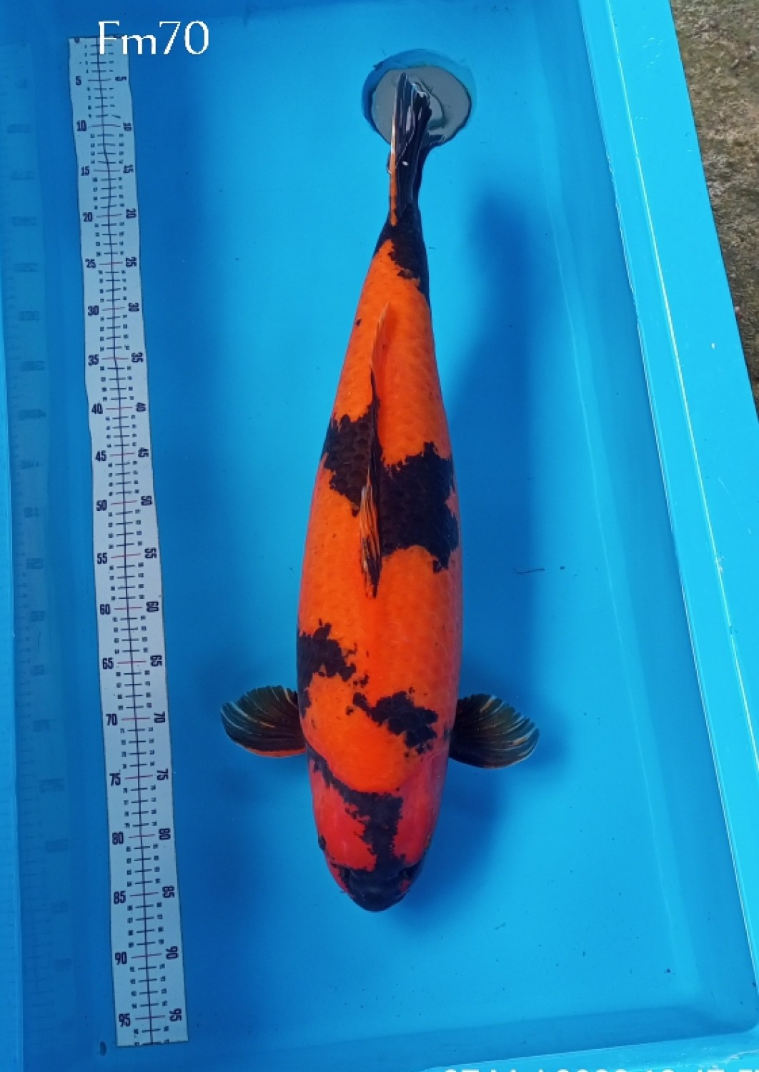 Best In Size D 66 - 70 cm
