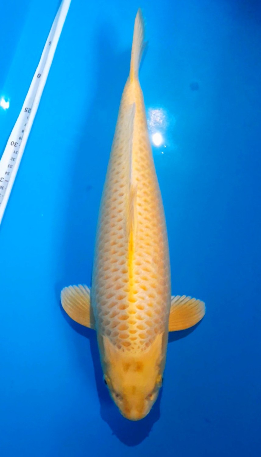 Juara 4