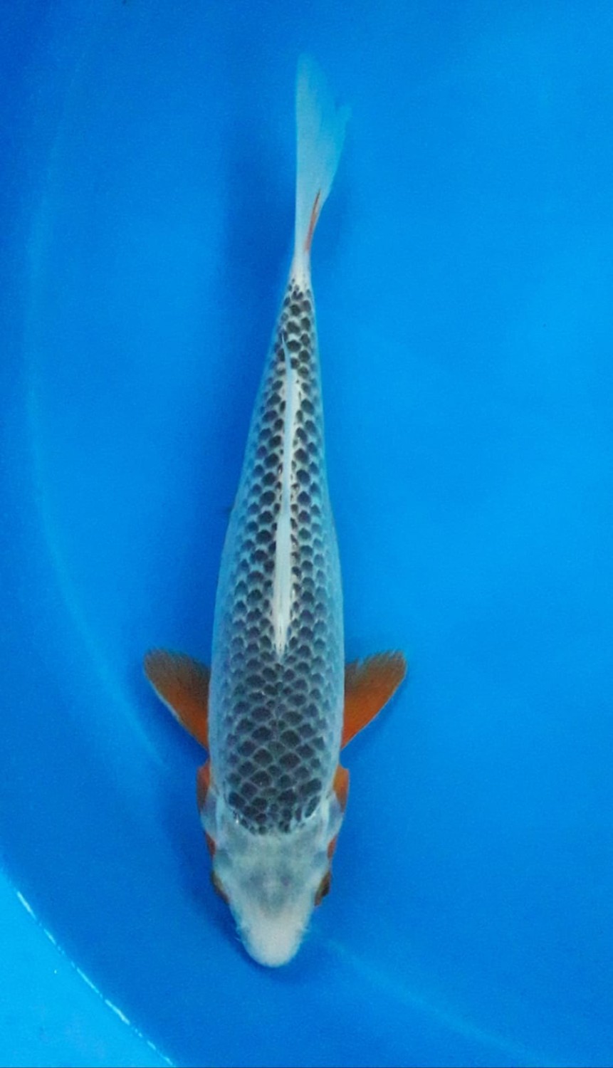 Juara 5