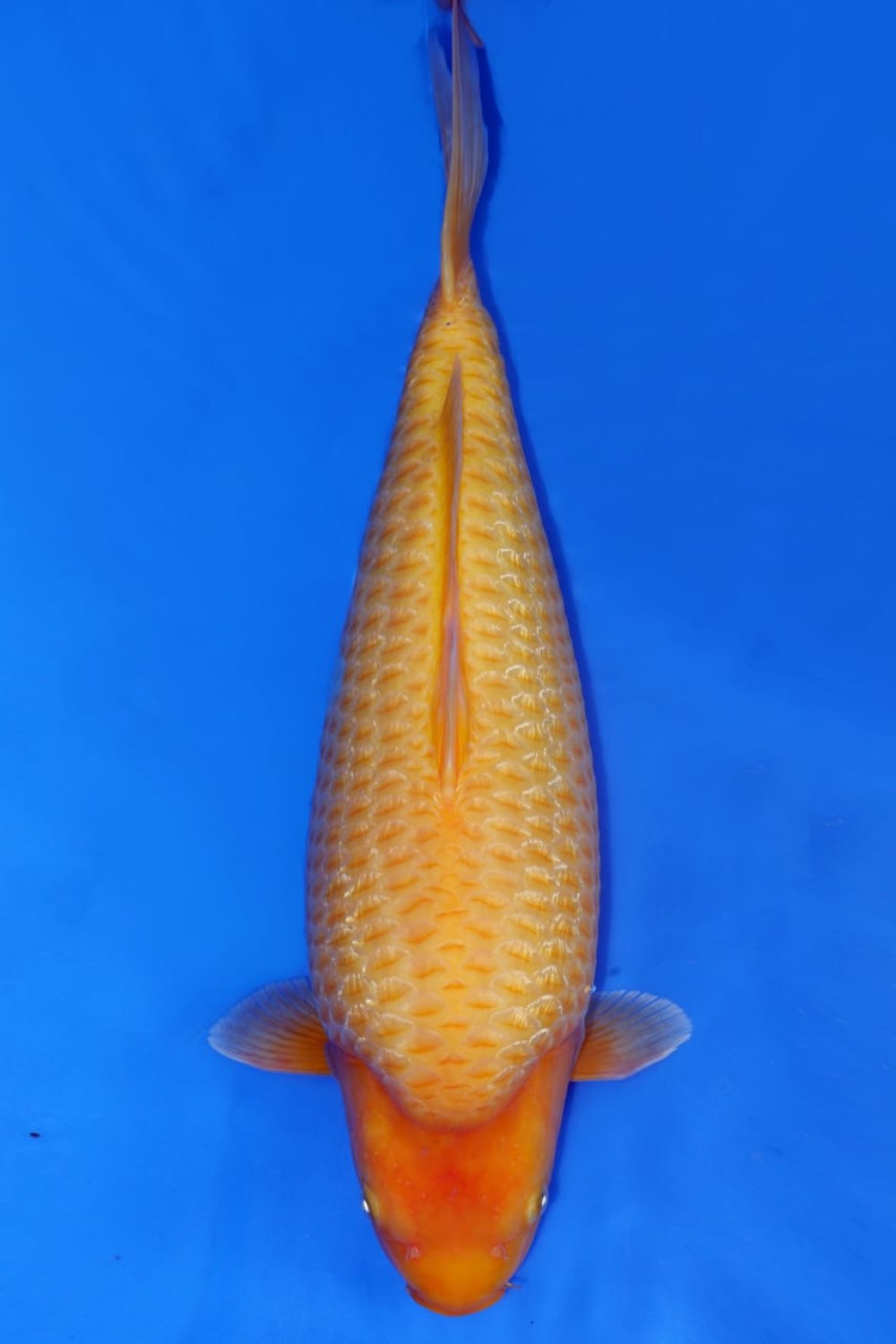 Juara 1