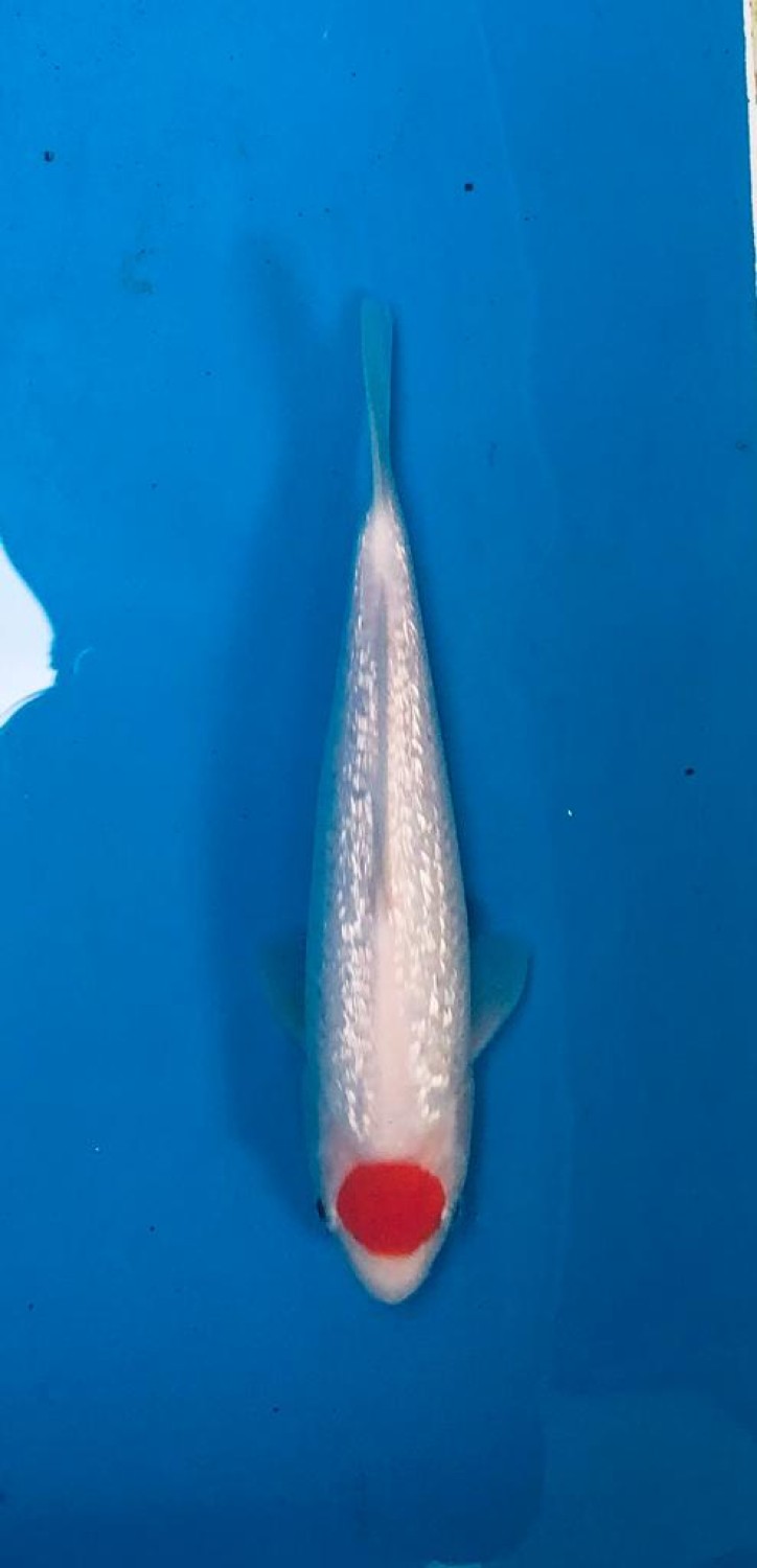 Juara 2