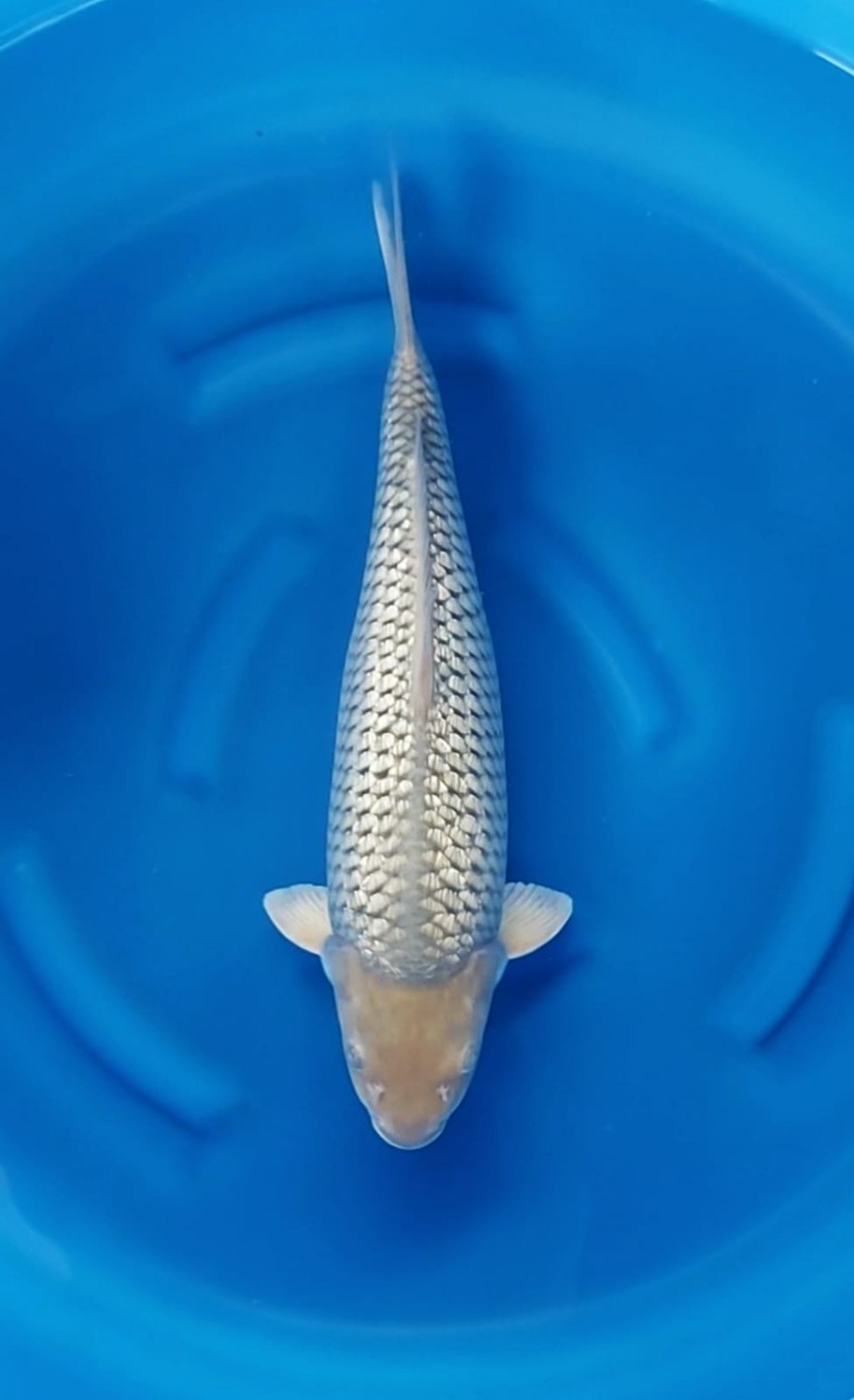Juara 1