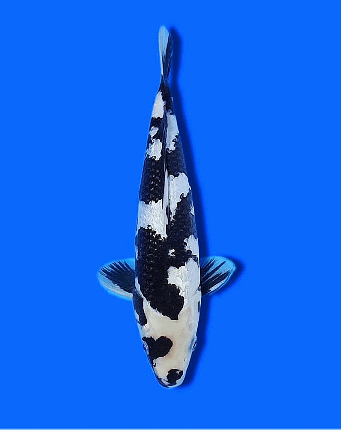 Best In Size C 21 - 25 cm
