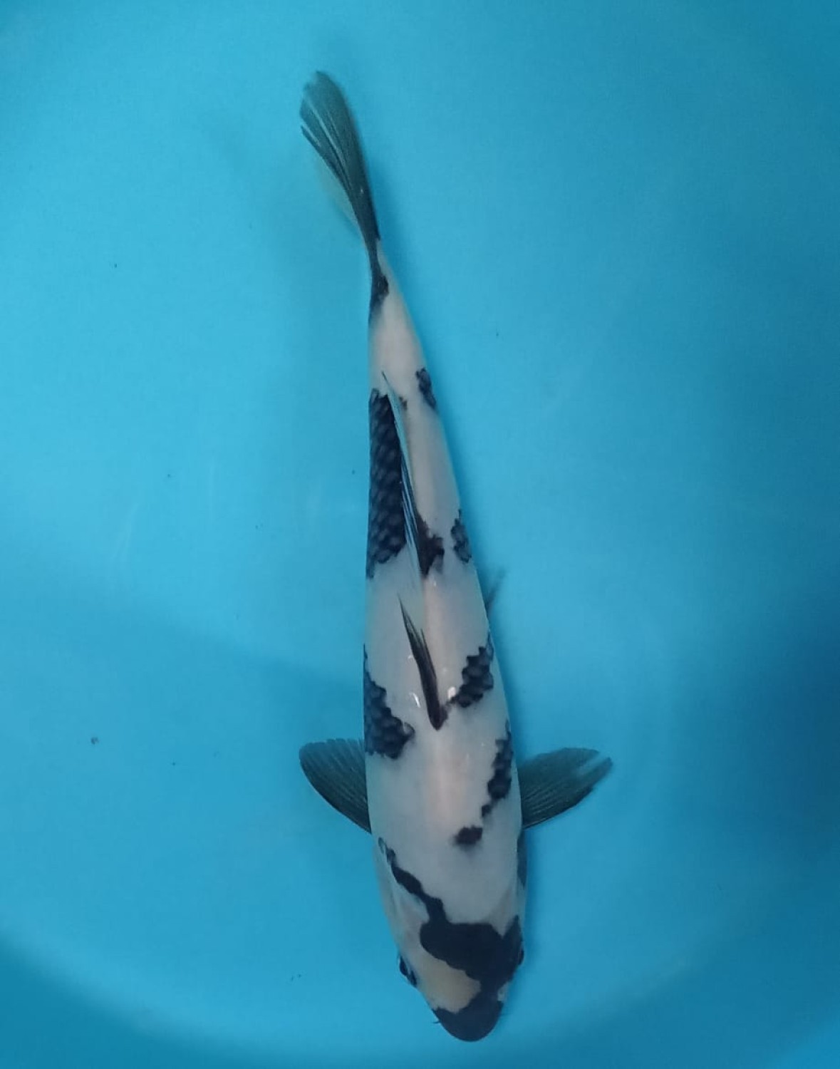 Juara 4