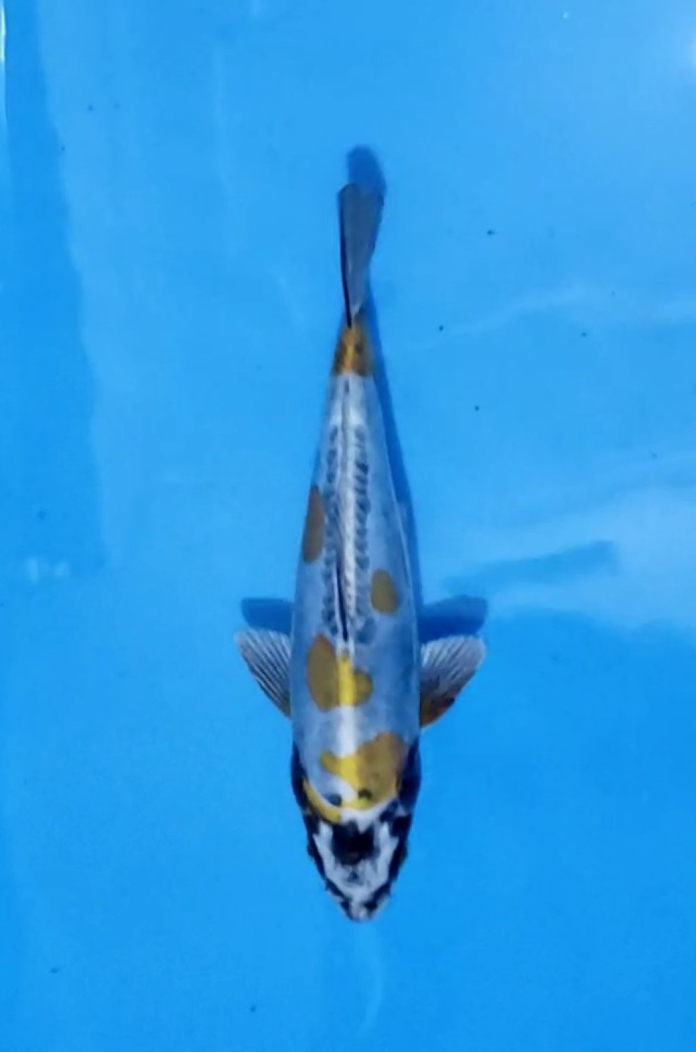 Juara 3