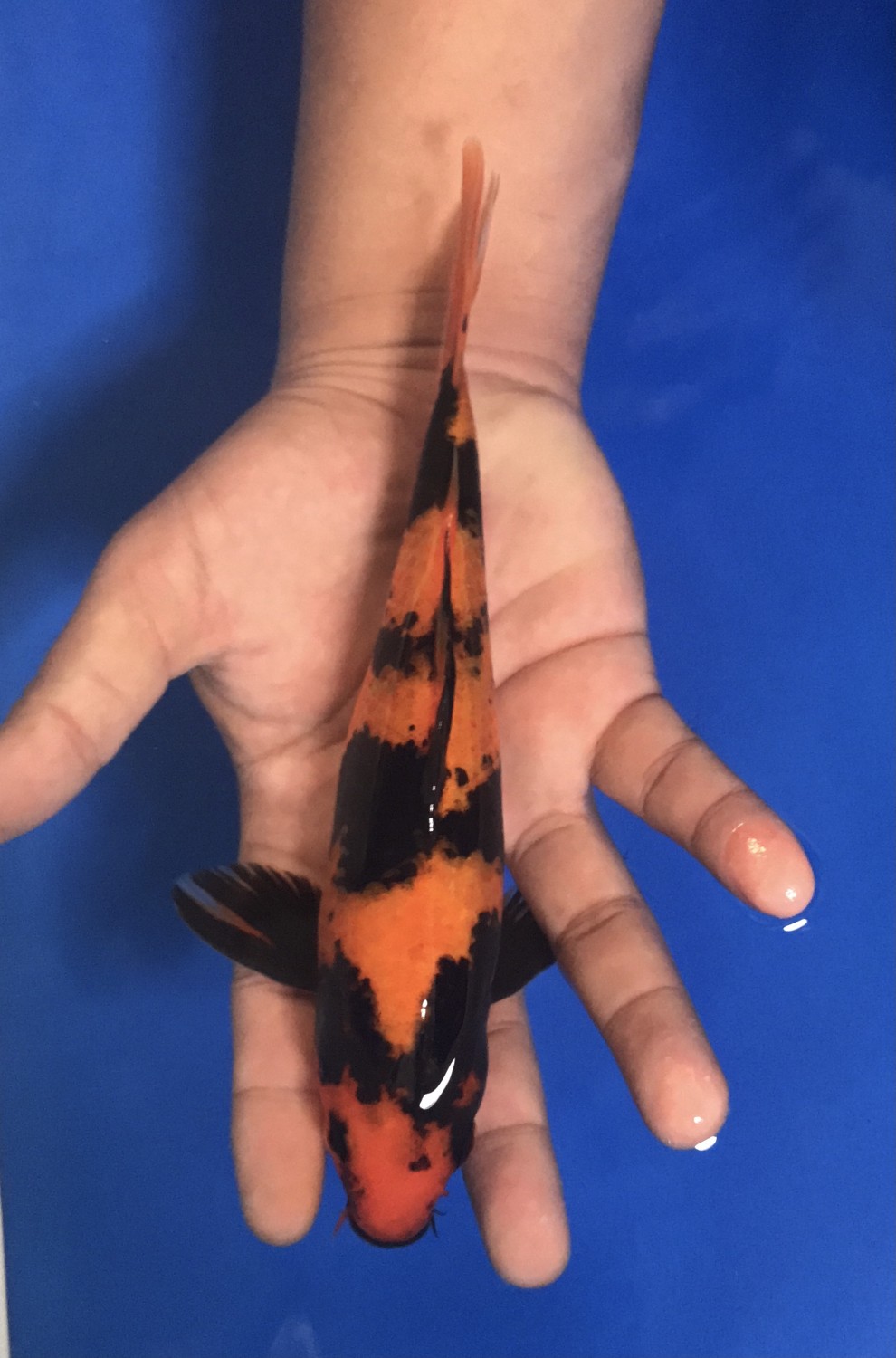 Juara 5