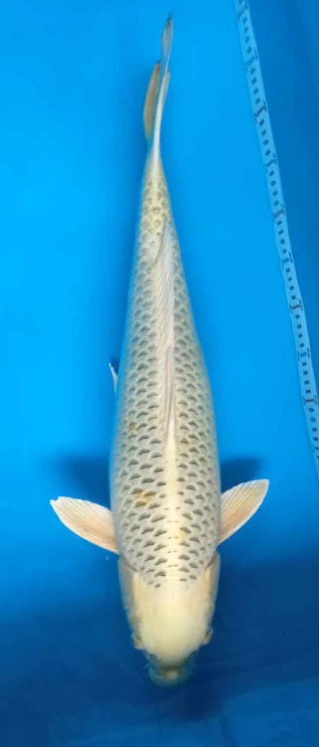 Juara 2