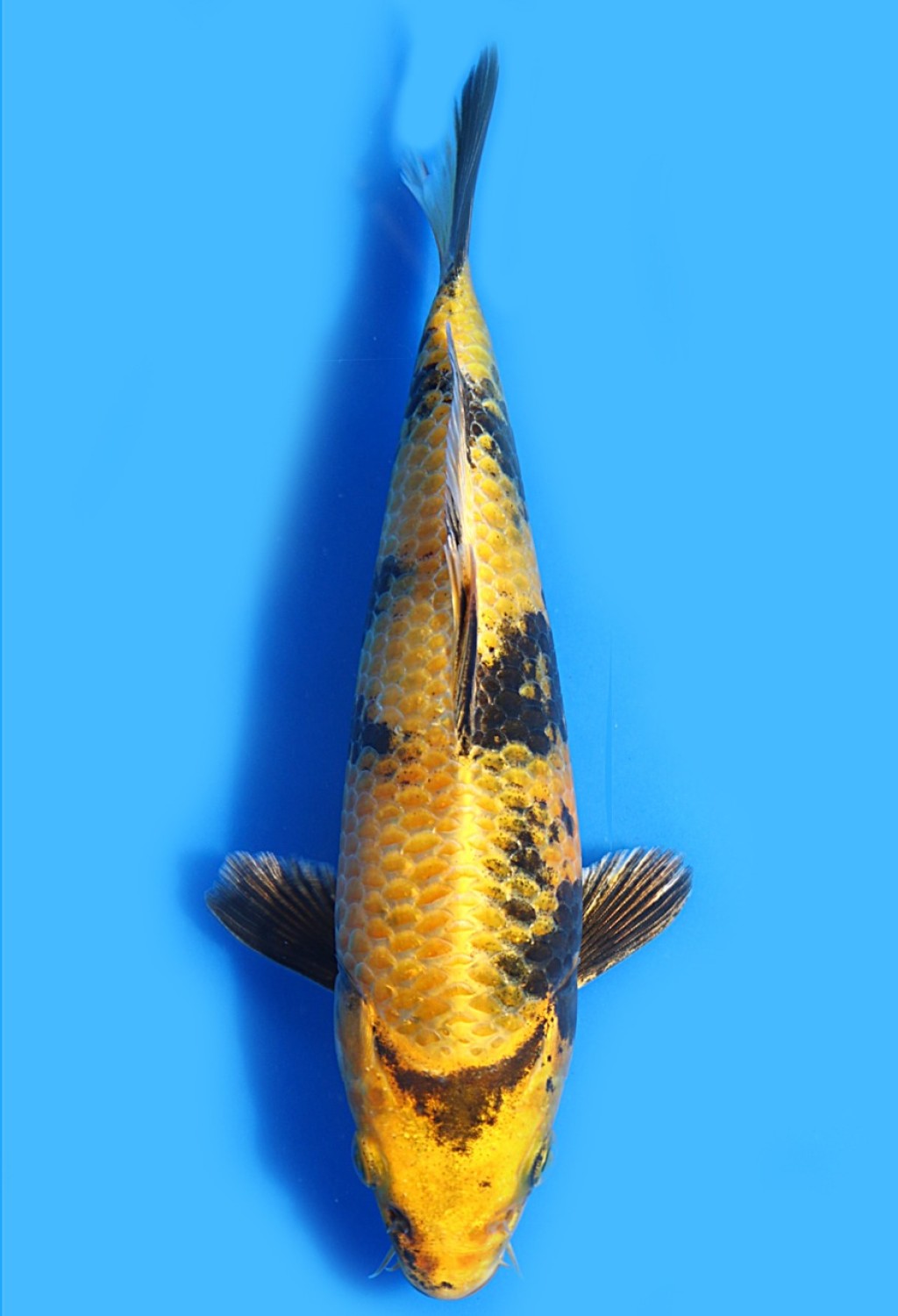 Juara 4