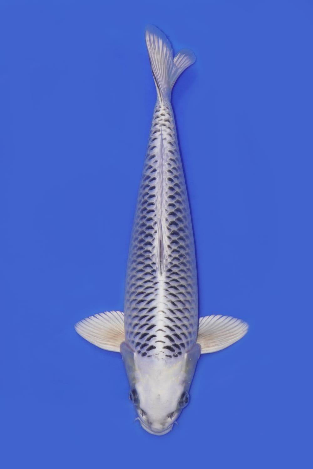 Juara 1