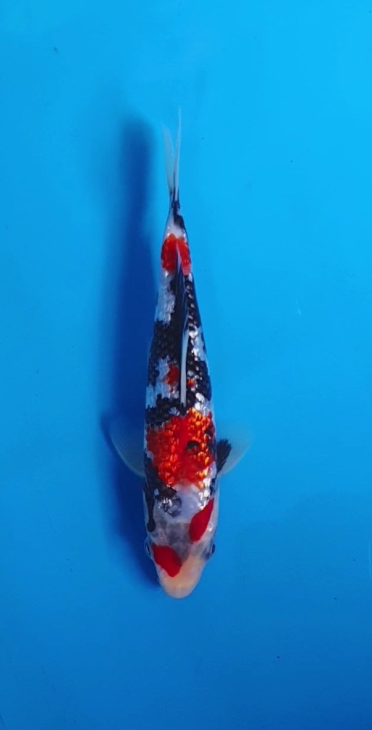 Juara 4