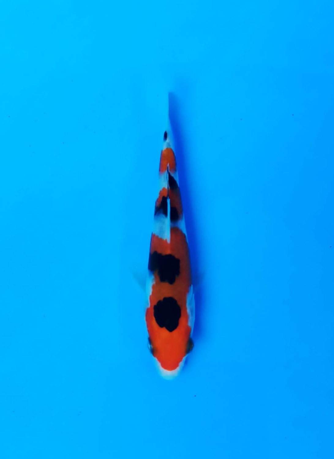 Best In Size A Up To 12 cm