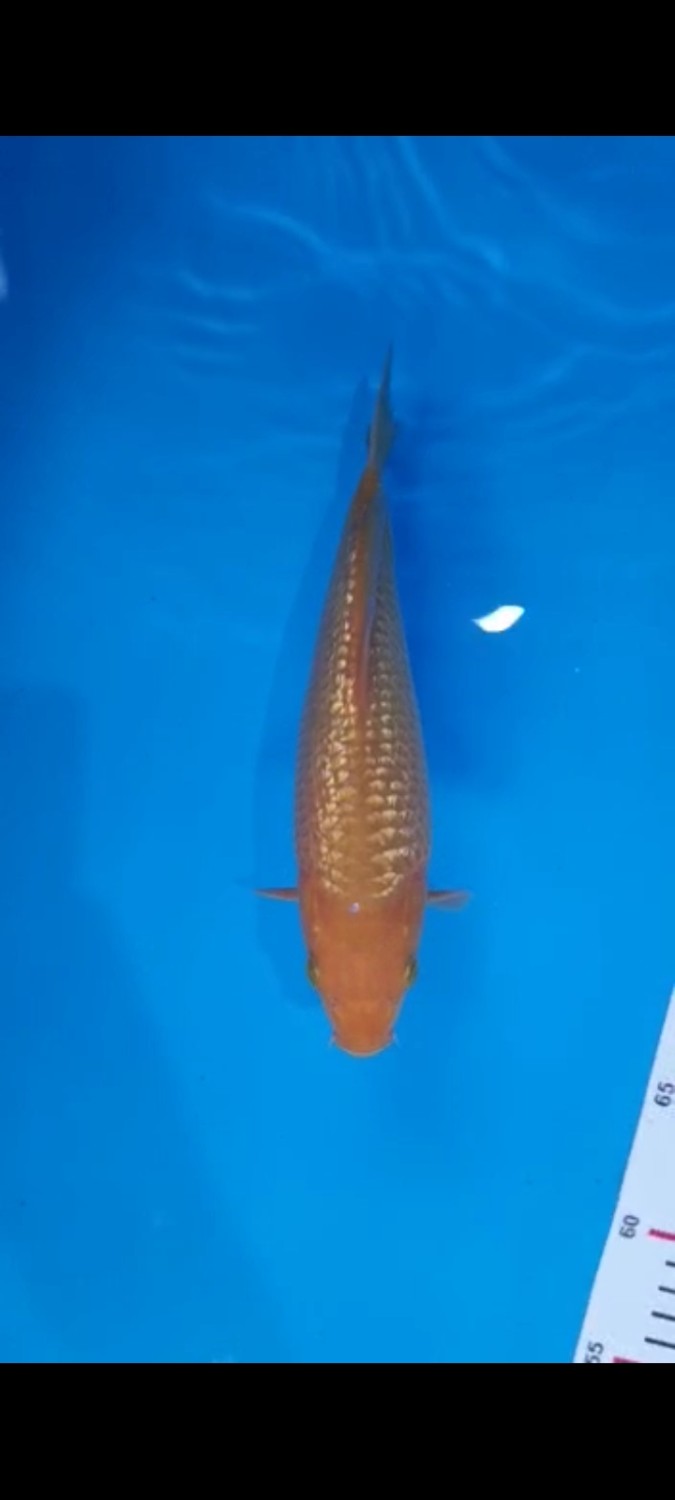 Juara 4