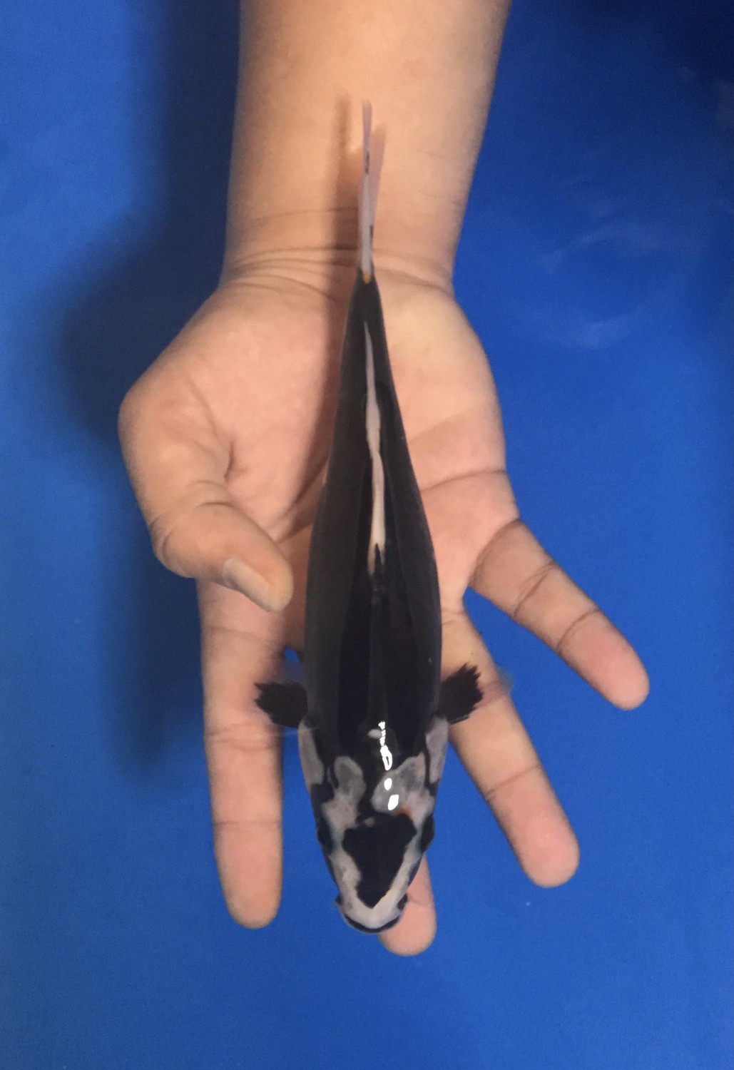 Juara 5
