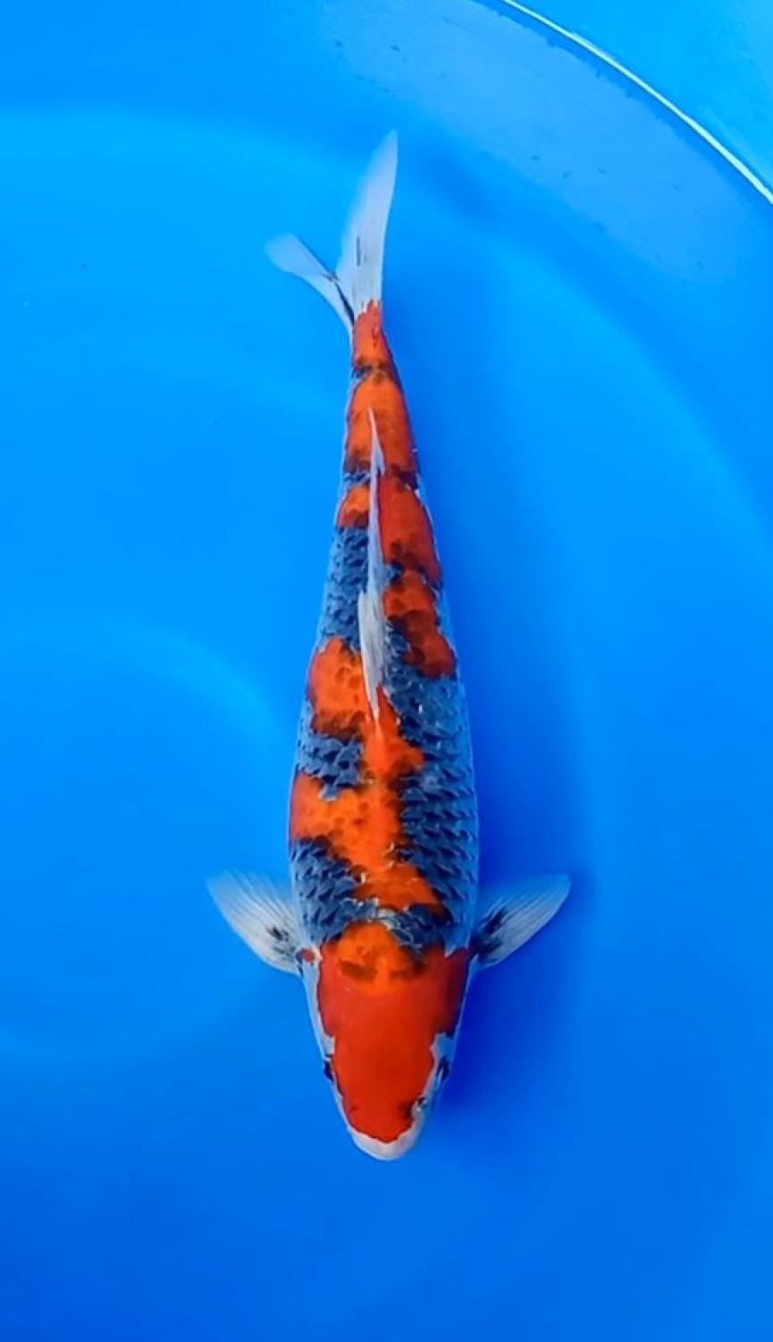 Juara 1