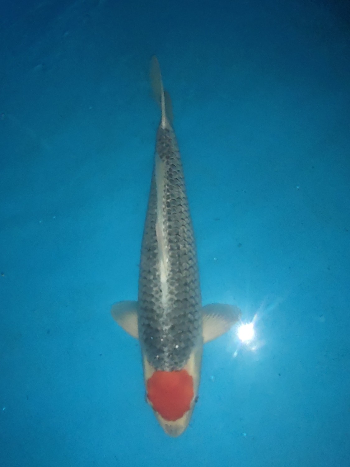 Juara 1