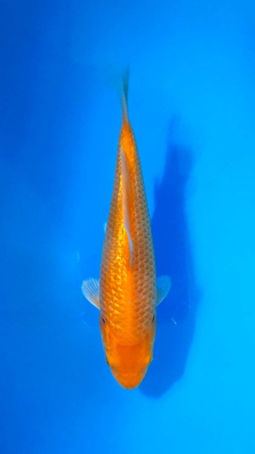 Juara 2