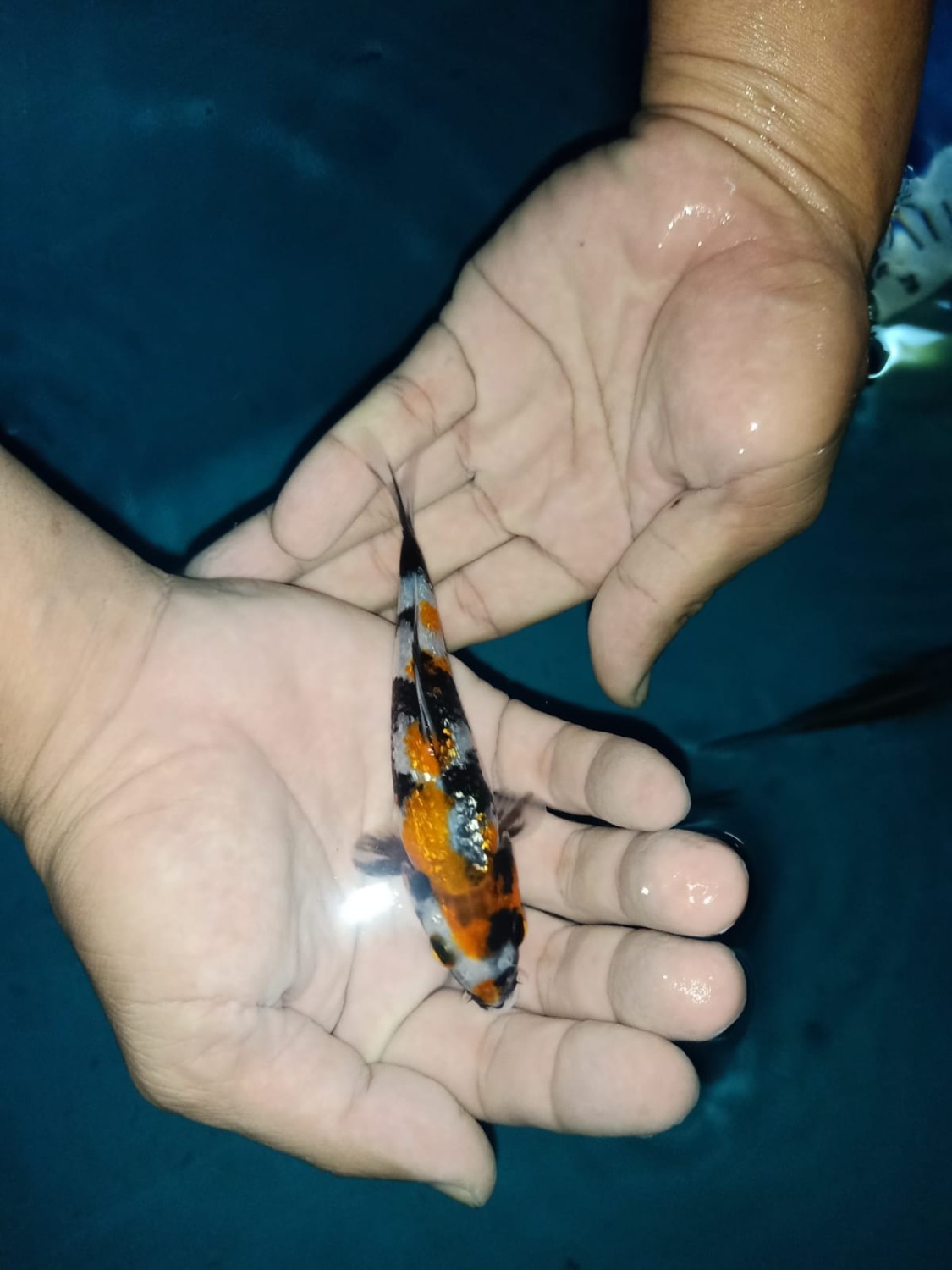 Juara 1