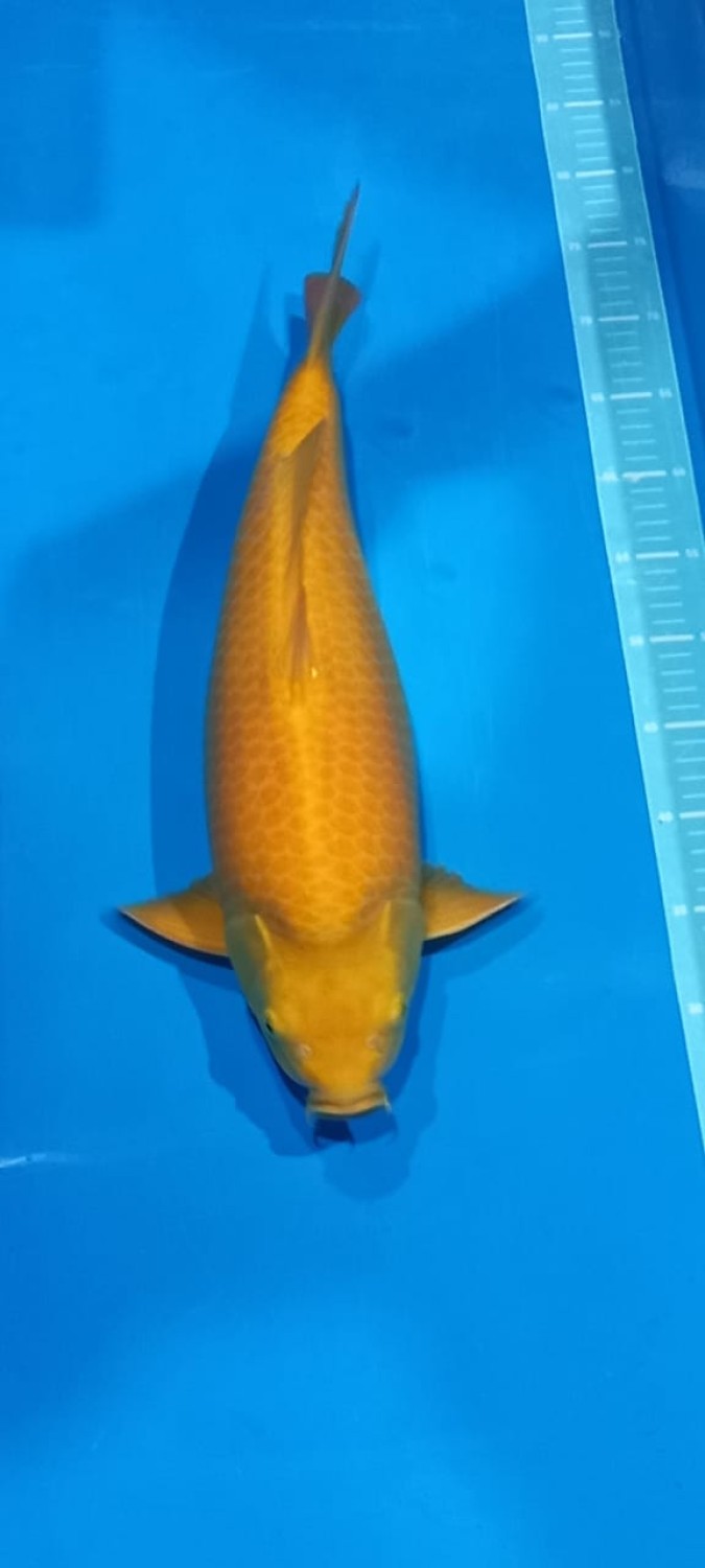Juara 1
