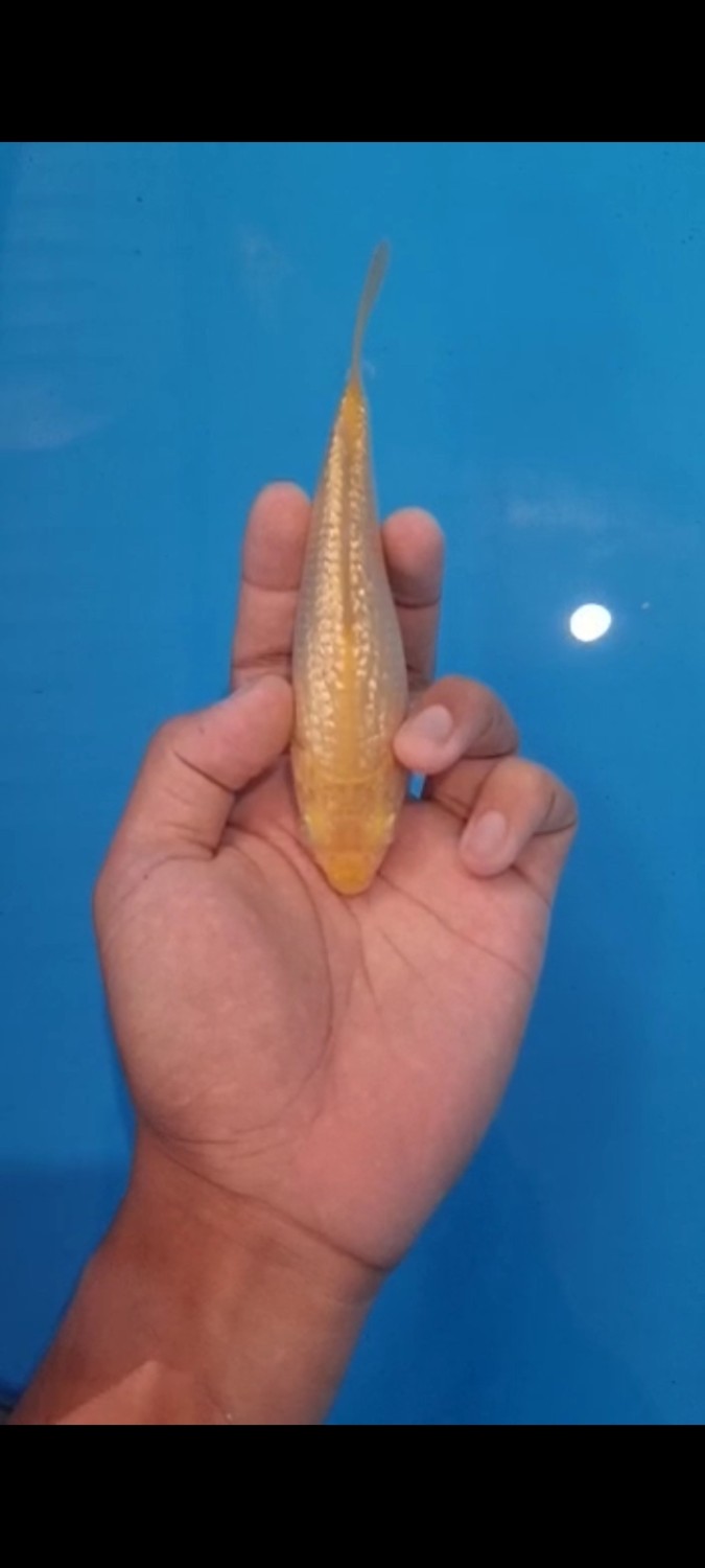 Juara 3