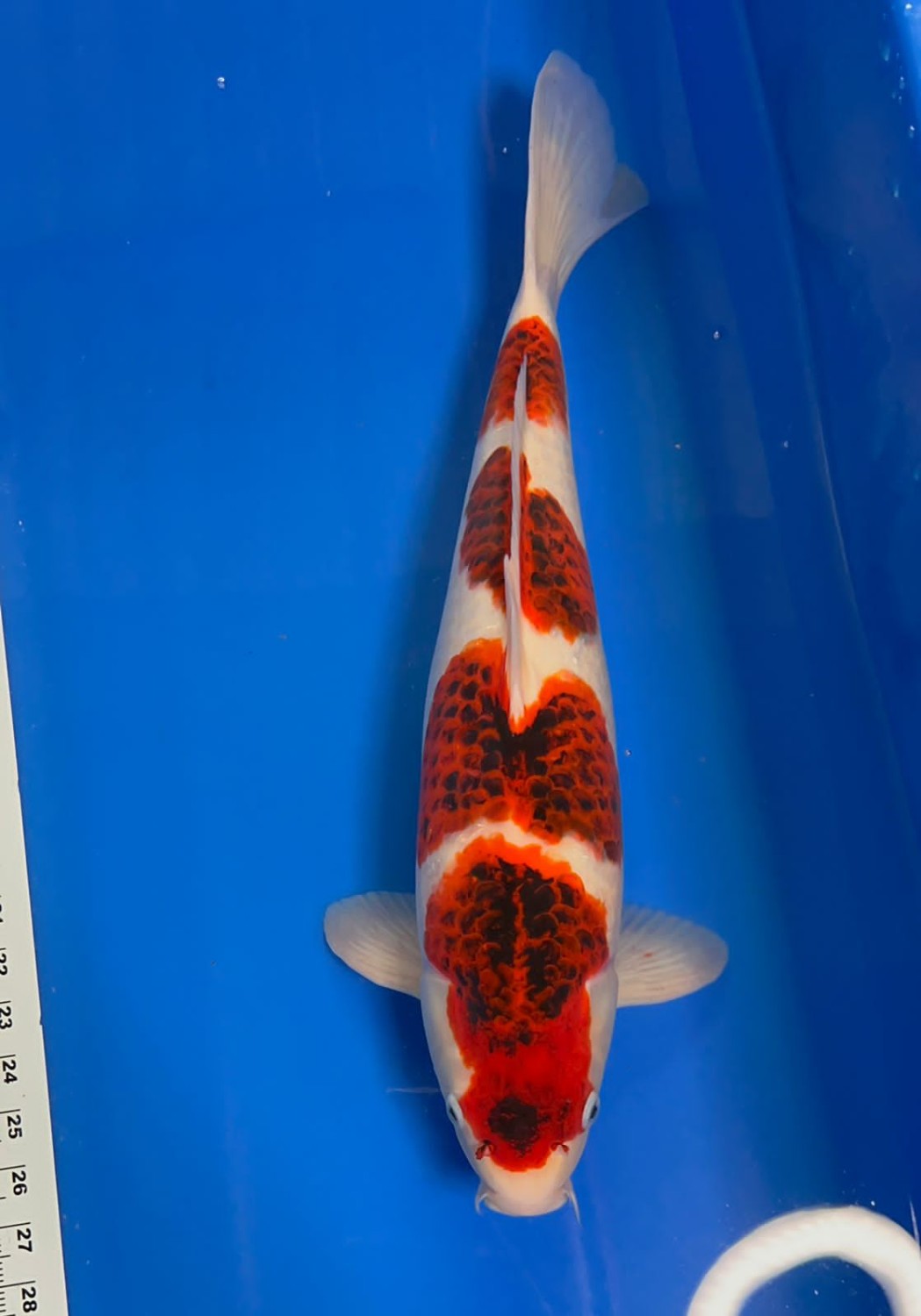 Juara 3