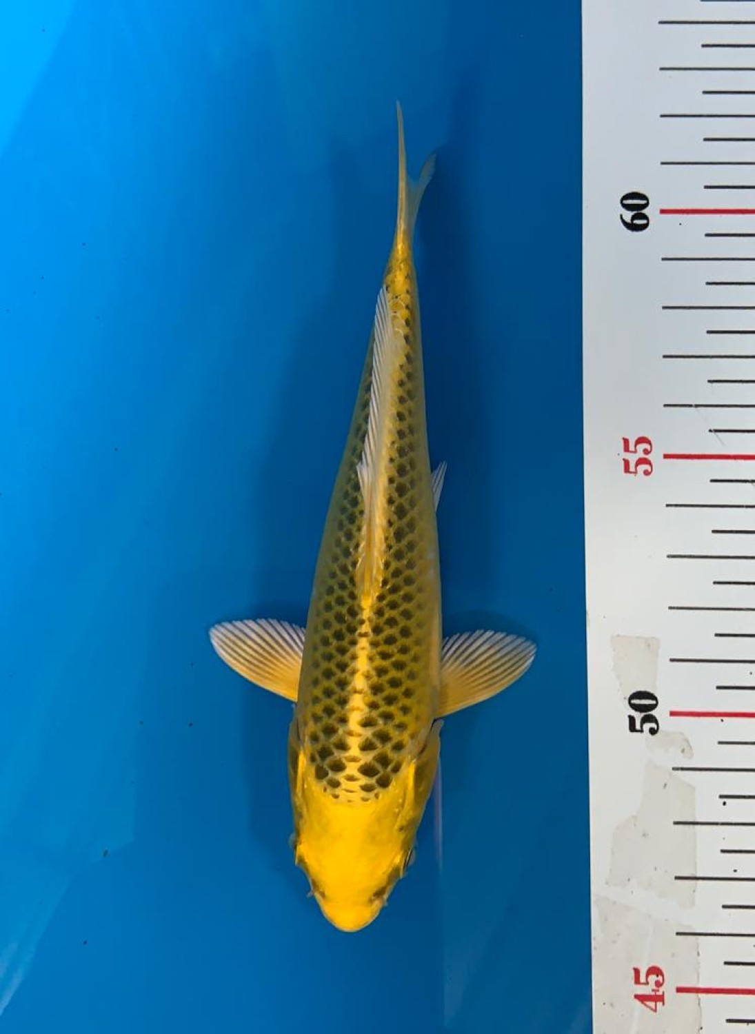 Best In Size E 13-15 cm