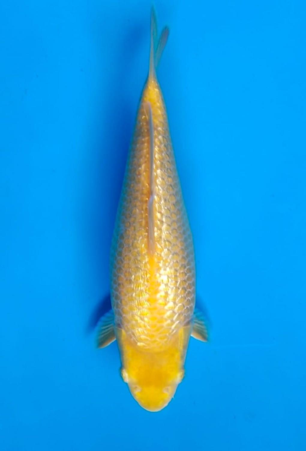 Juara 5