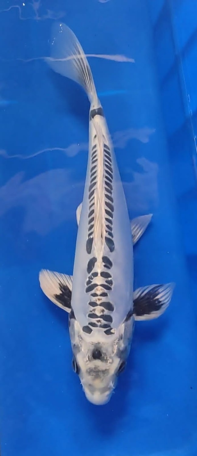 Juara 1
