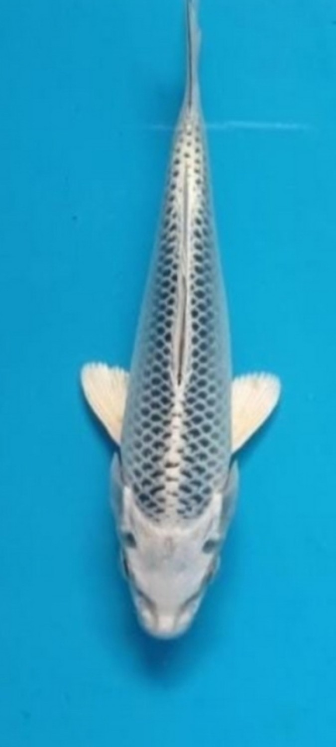 Juara 1