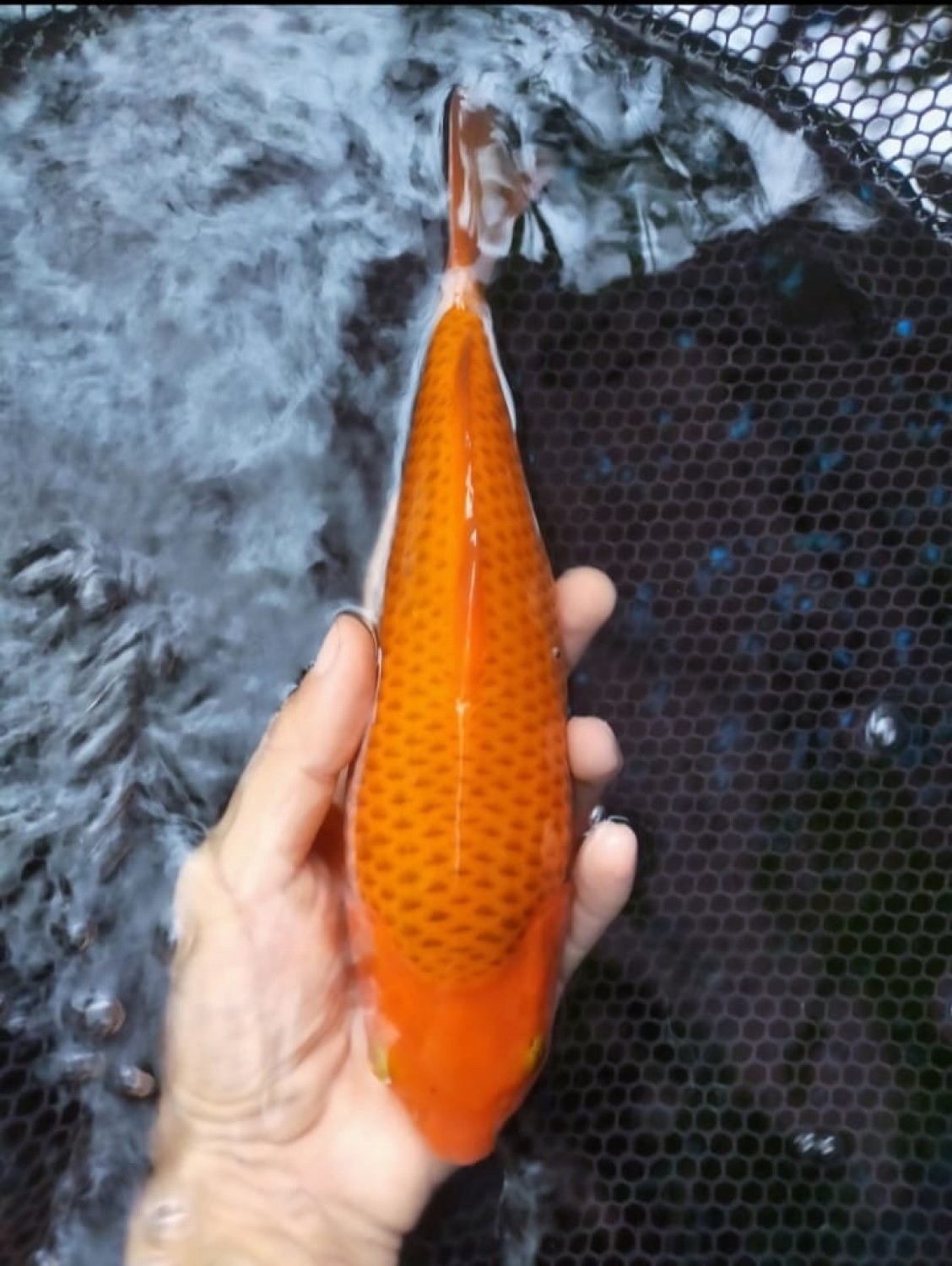 Juara 1