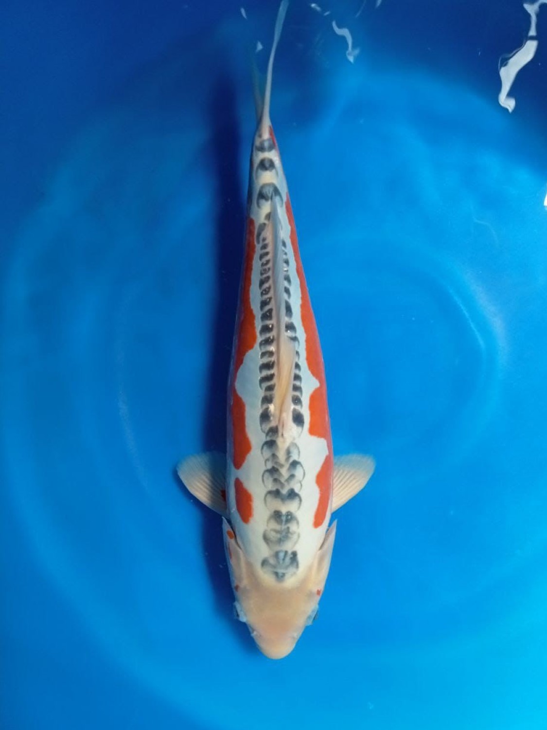 Juara 1