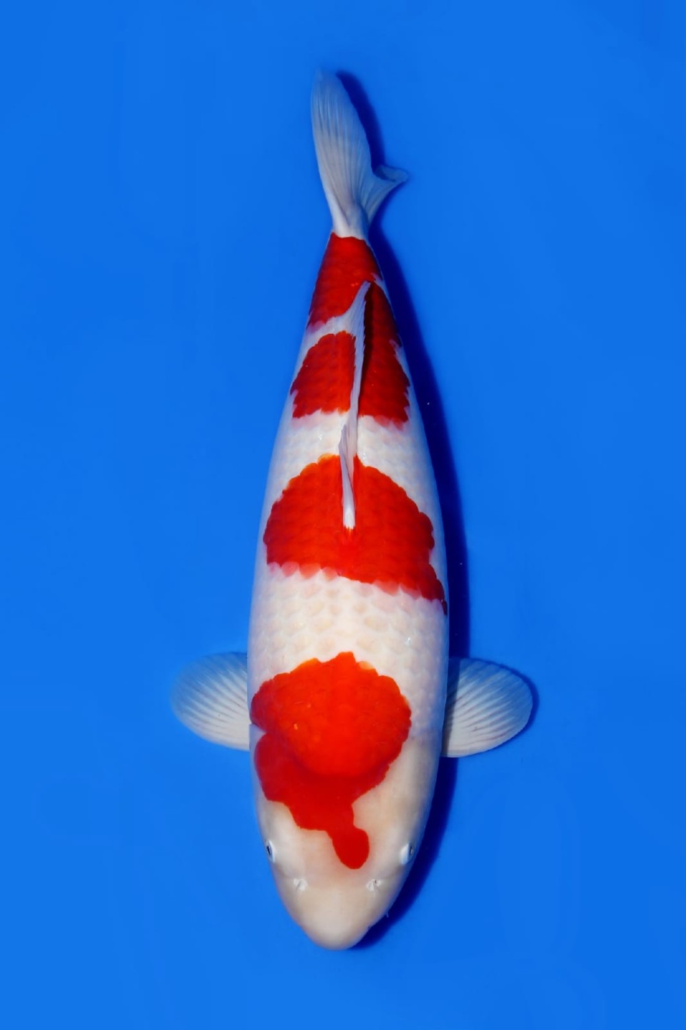 Juara 1