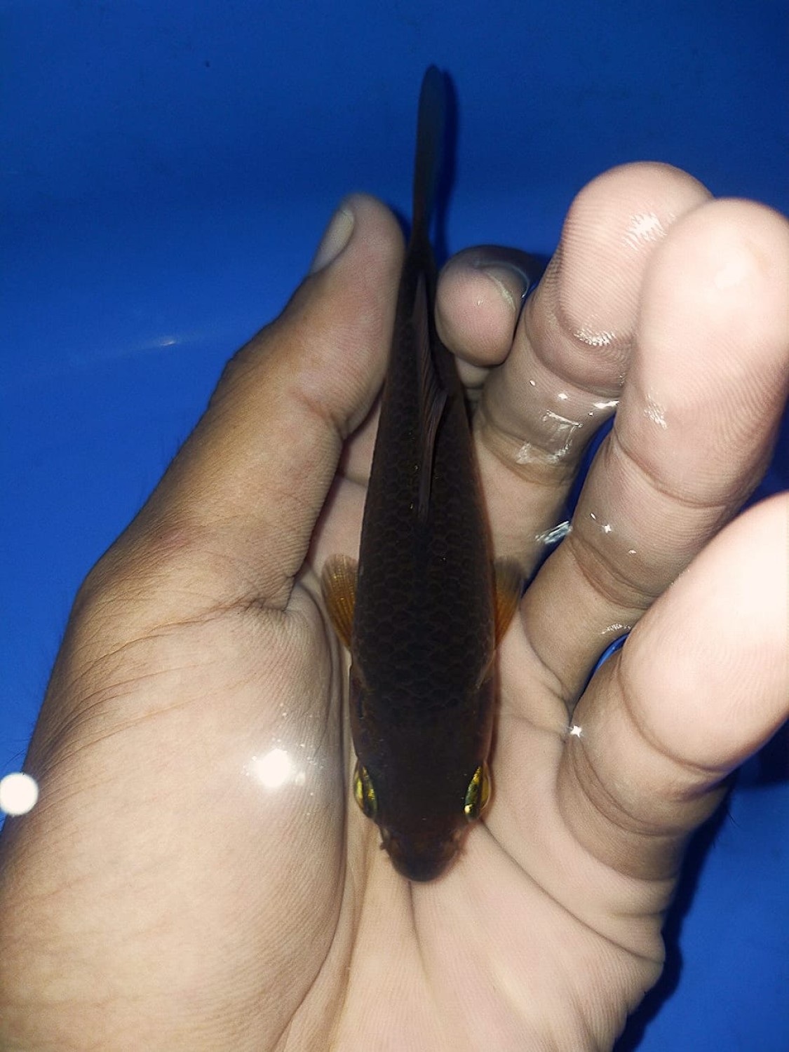 Juara 4