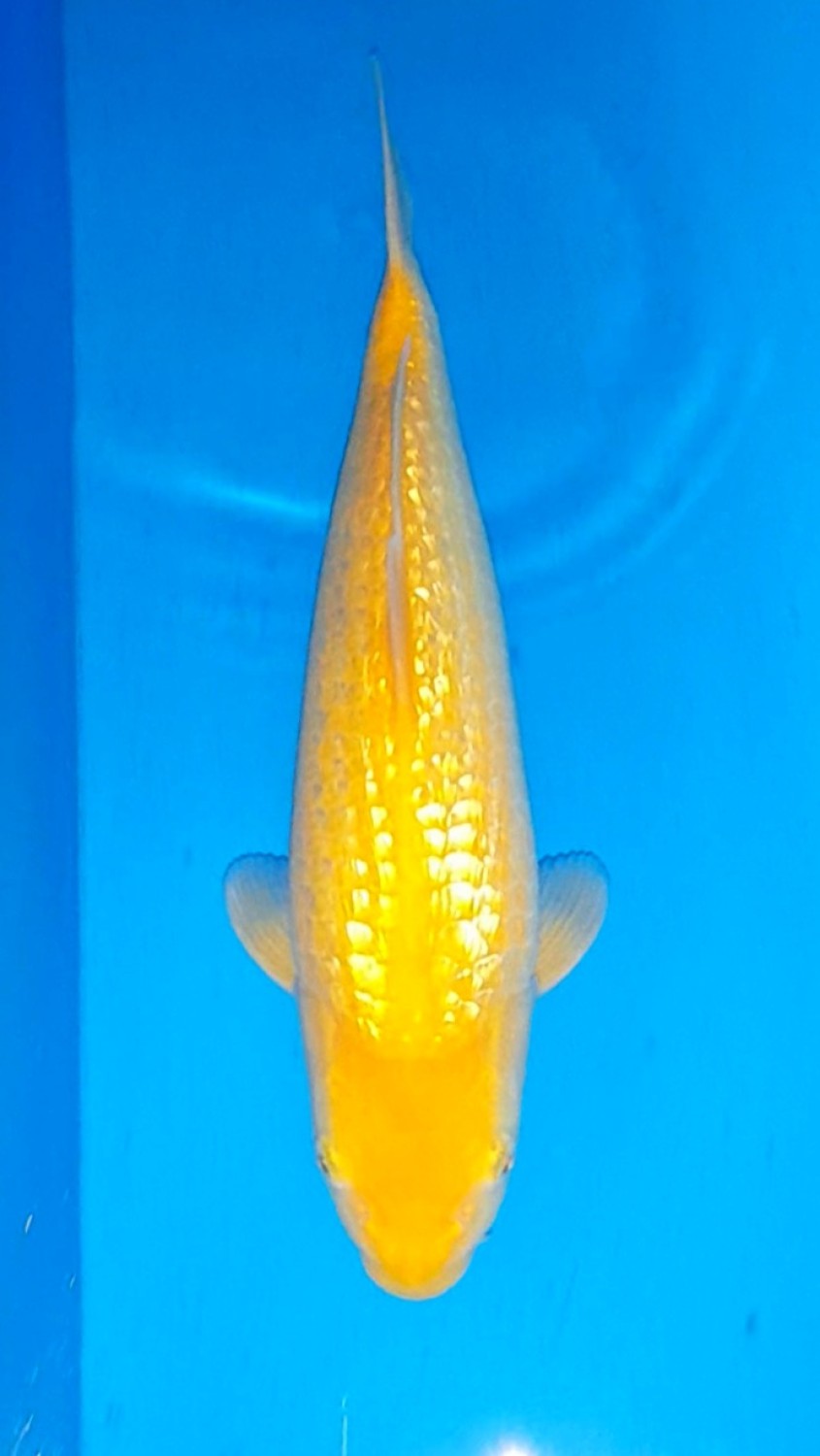 Juara 3
