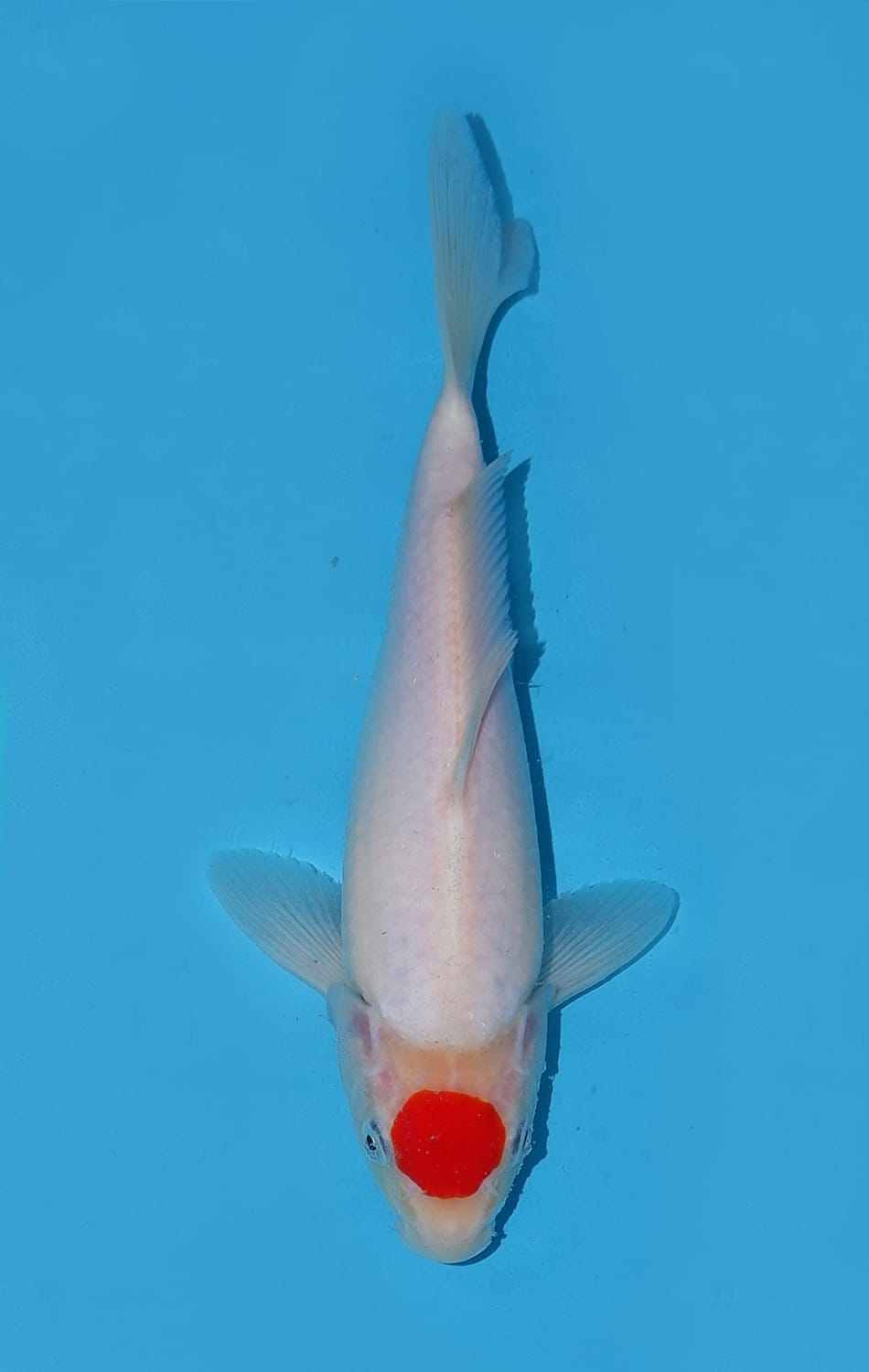 Juara 5