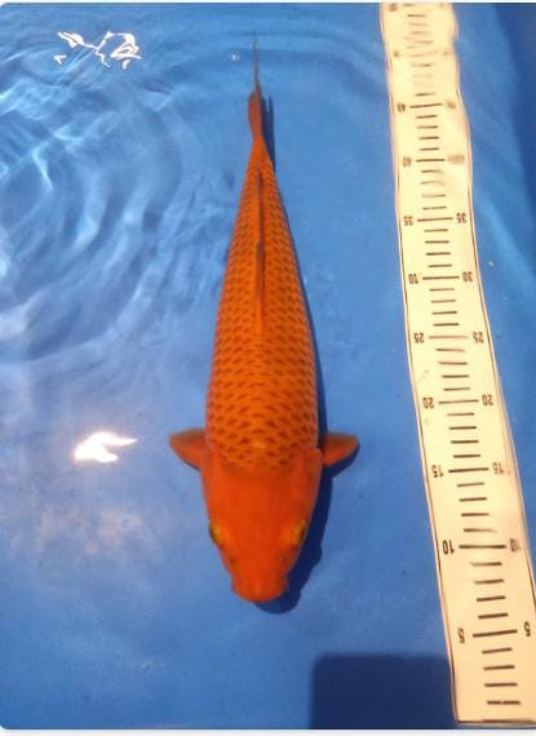 Best In Size E 41 - 45 cm