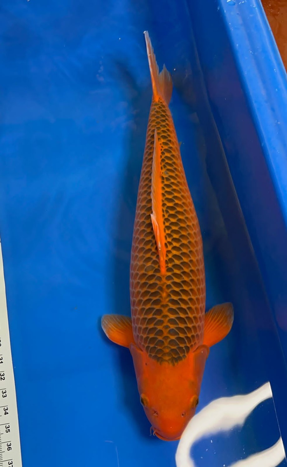 Juara 1