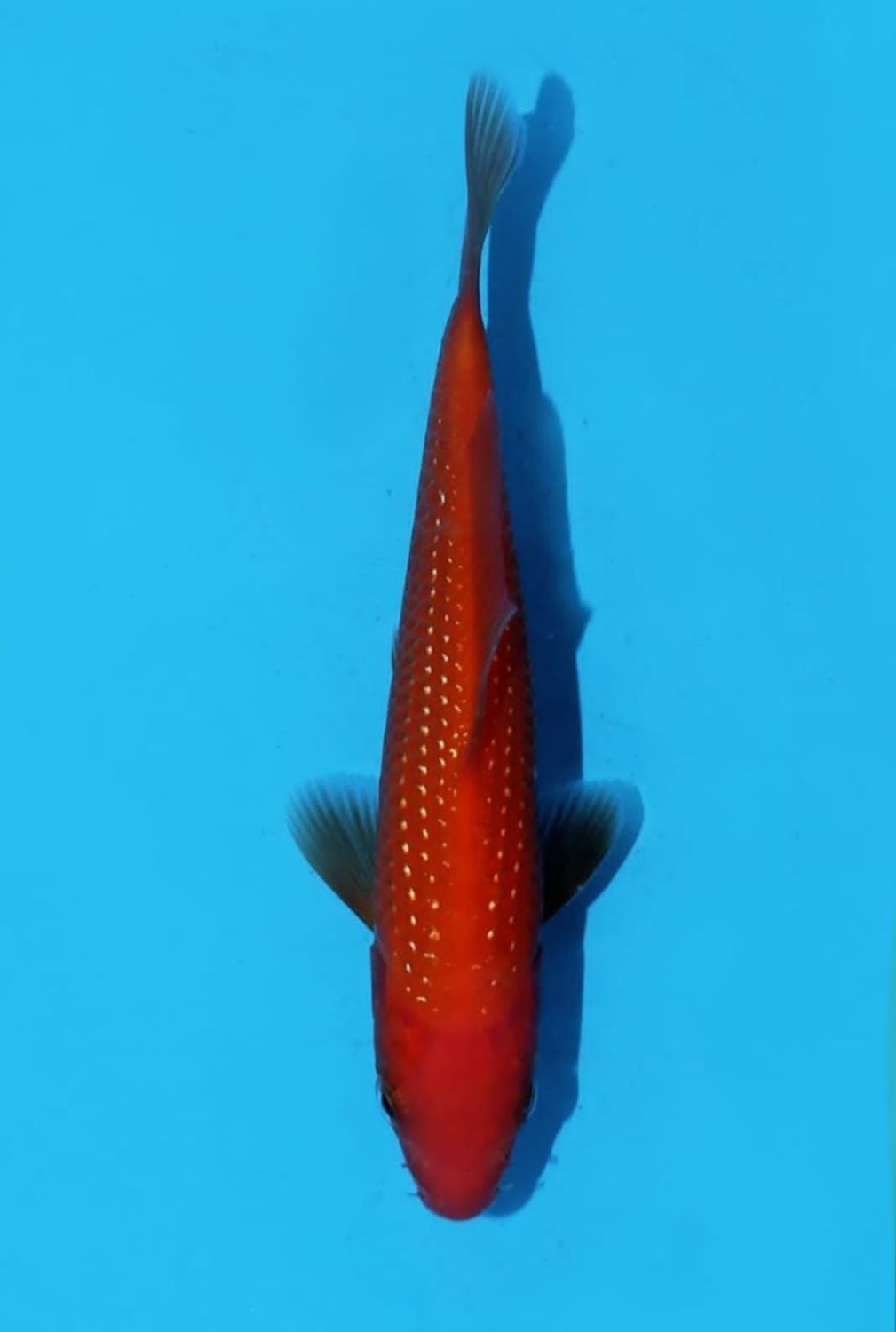 Juara 4