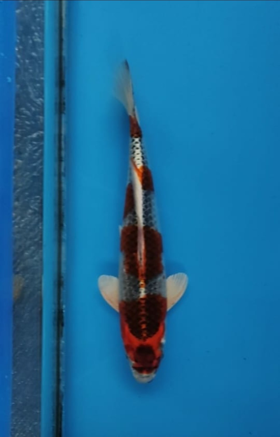 Juara 5