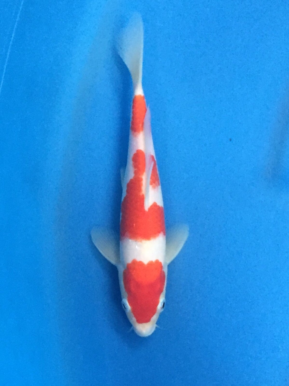 Juara 5