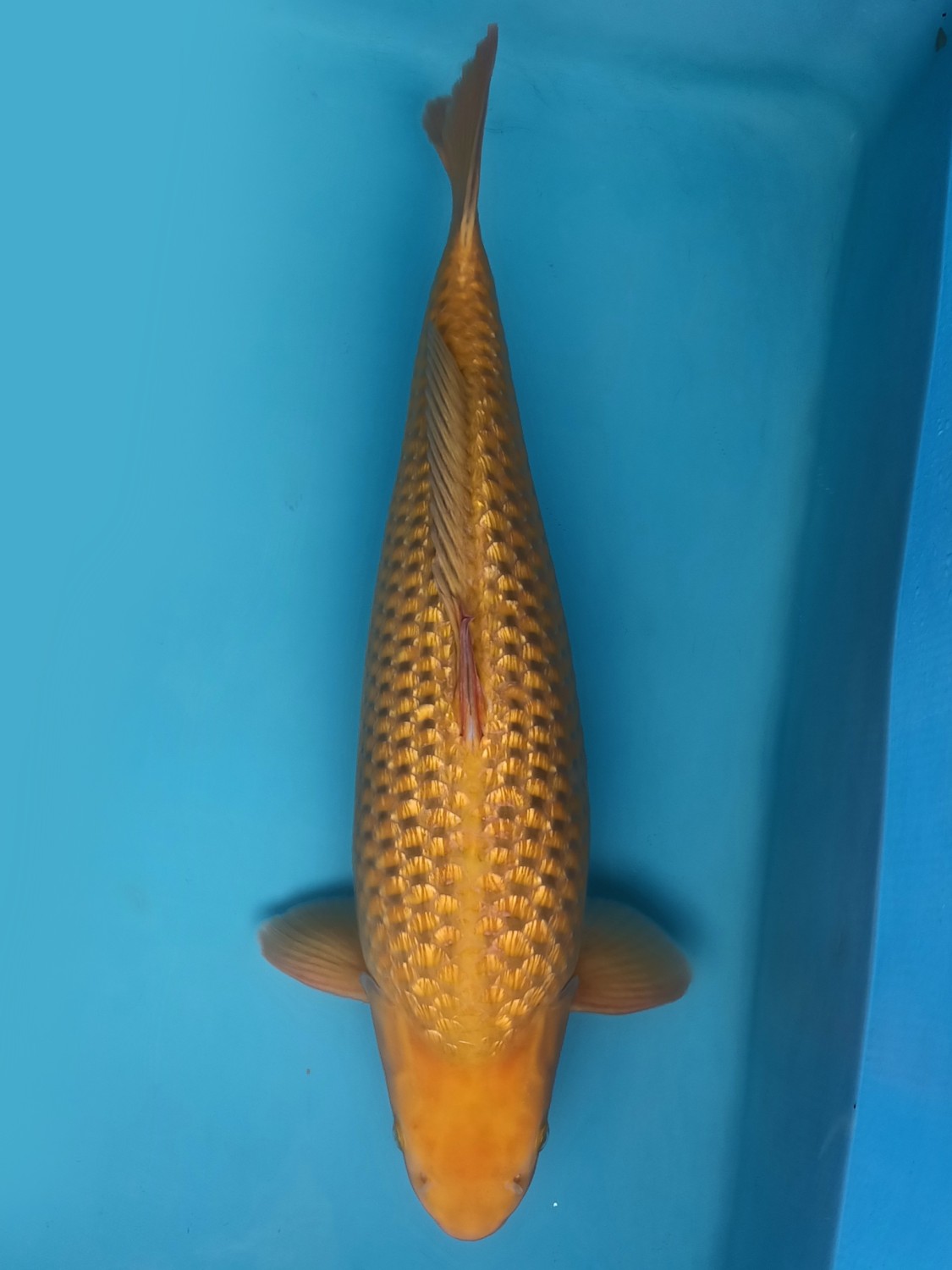 Juara 2