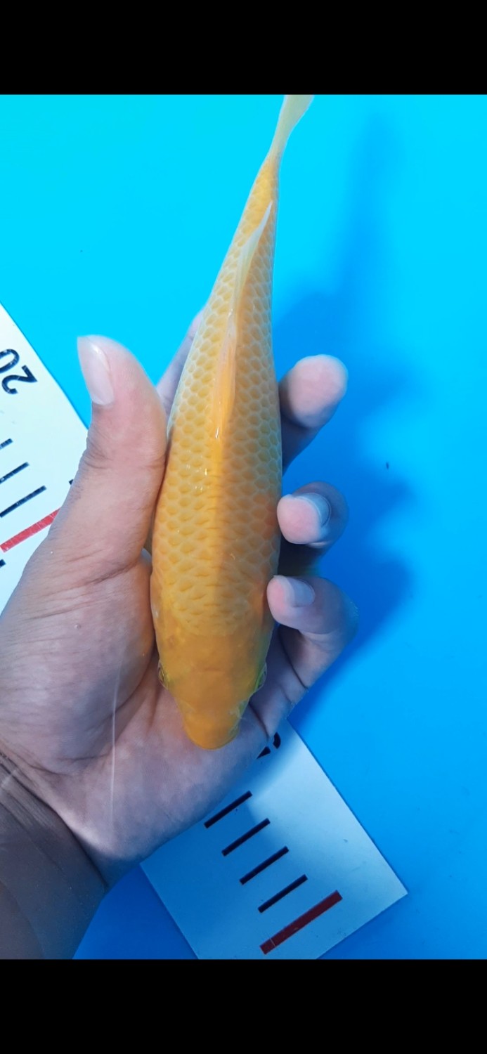 Juara 2