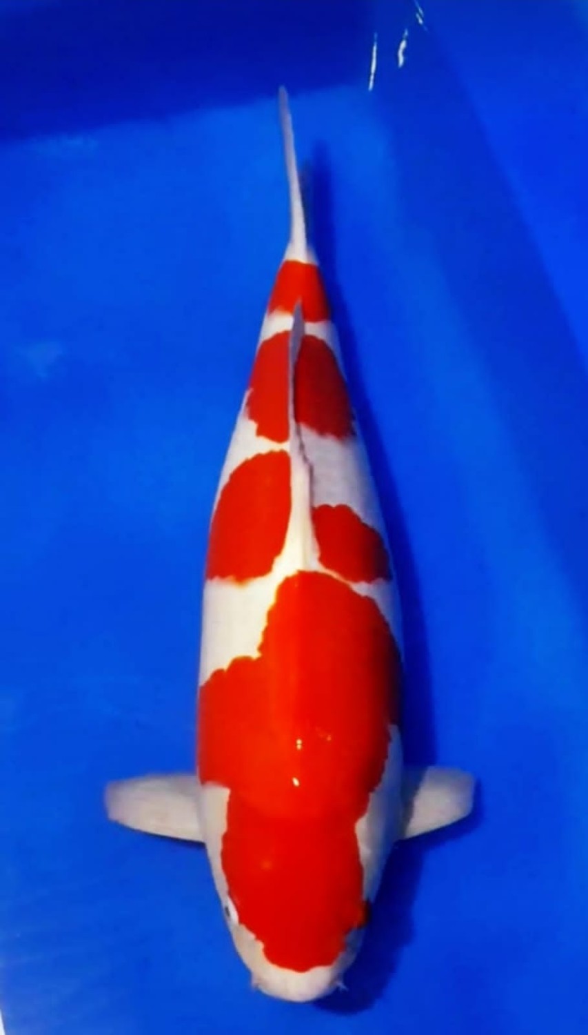 Juara 2