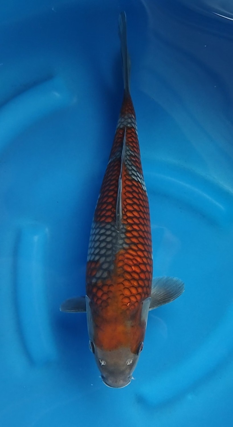 Juara 1