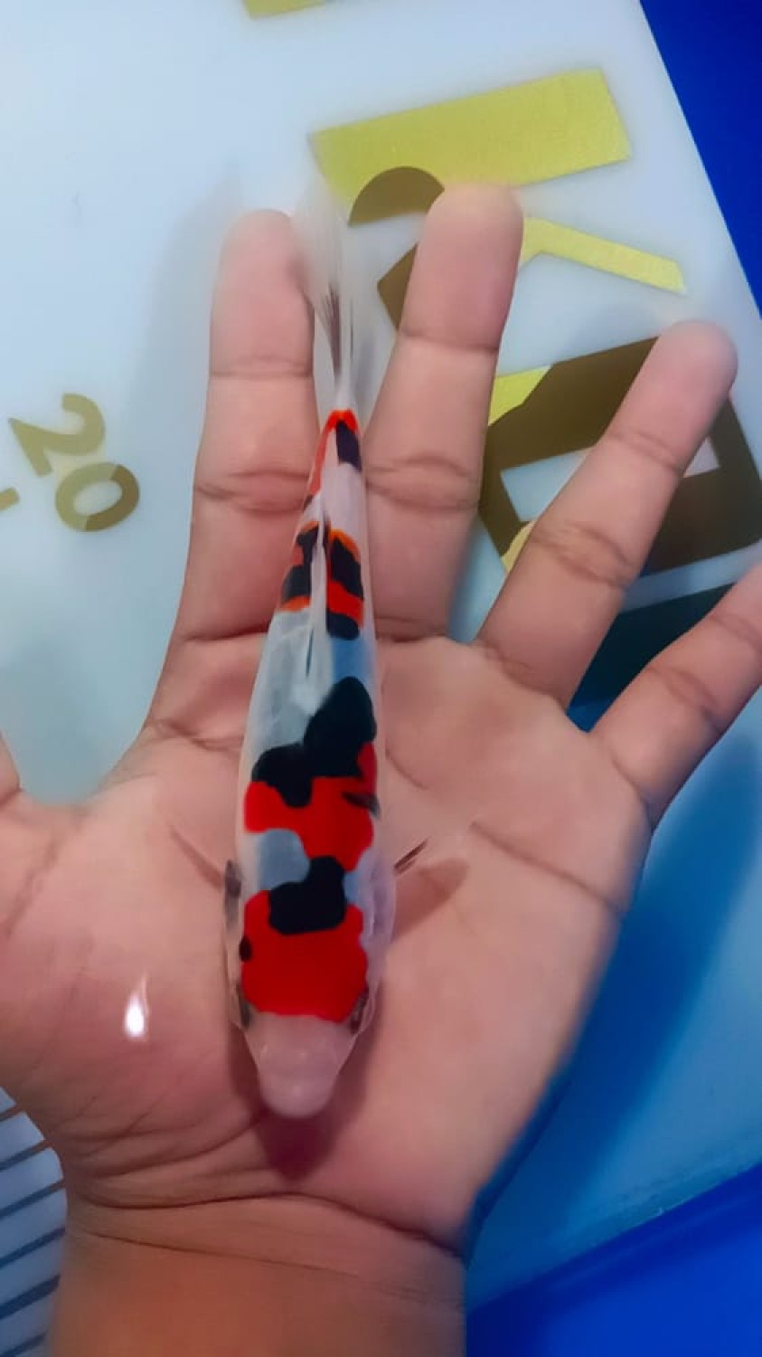Juara 2
