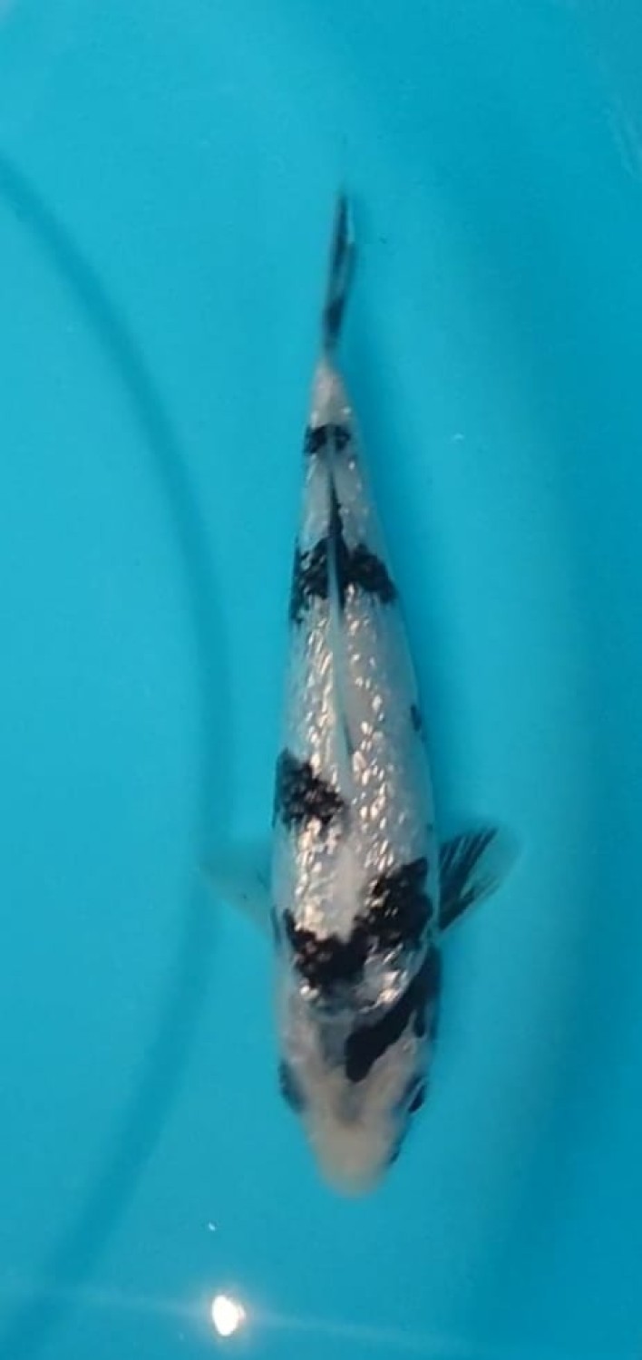 Juara 1