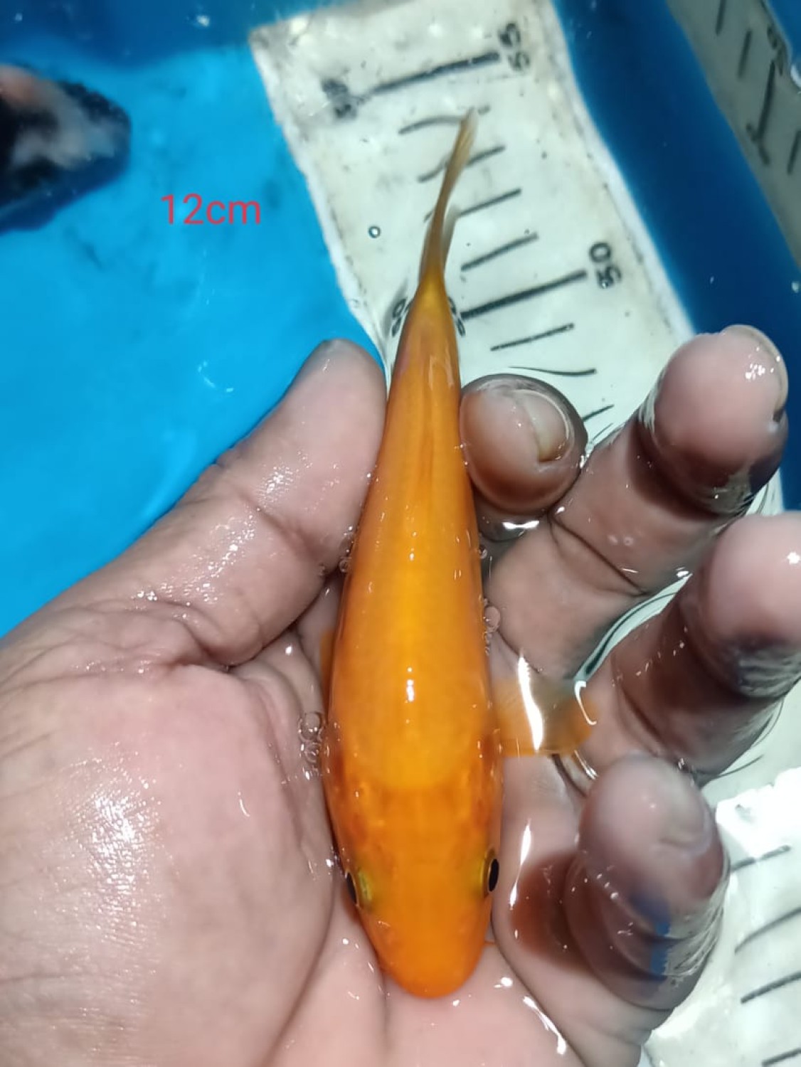 Juara 1