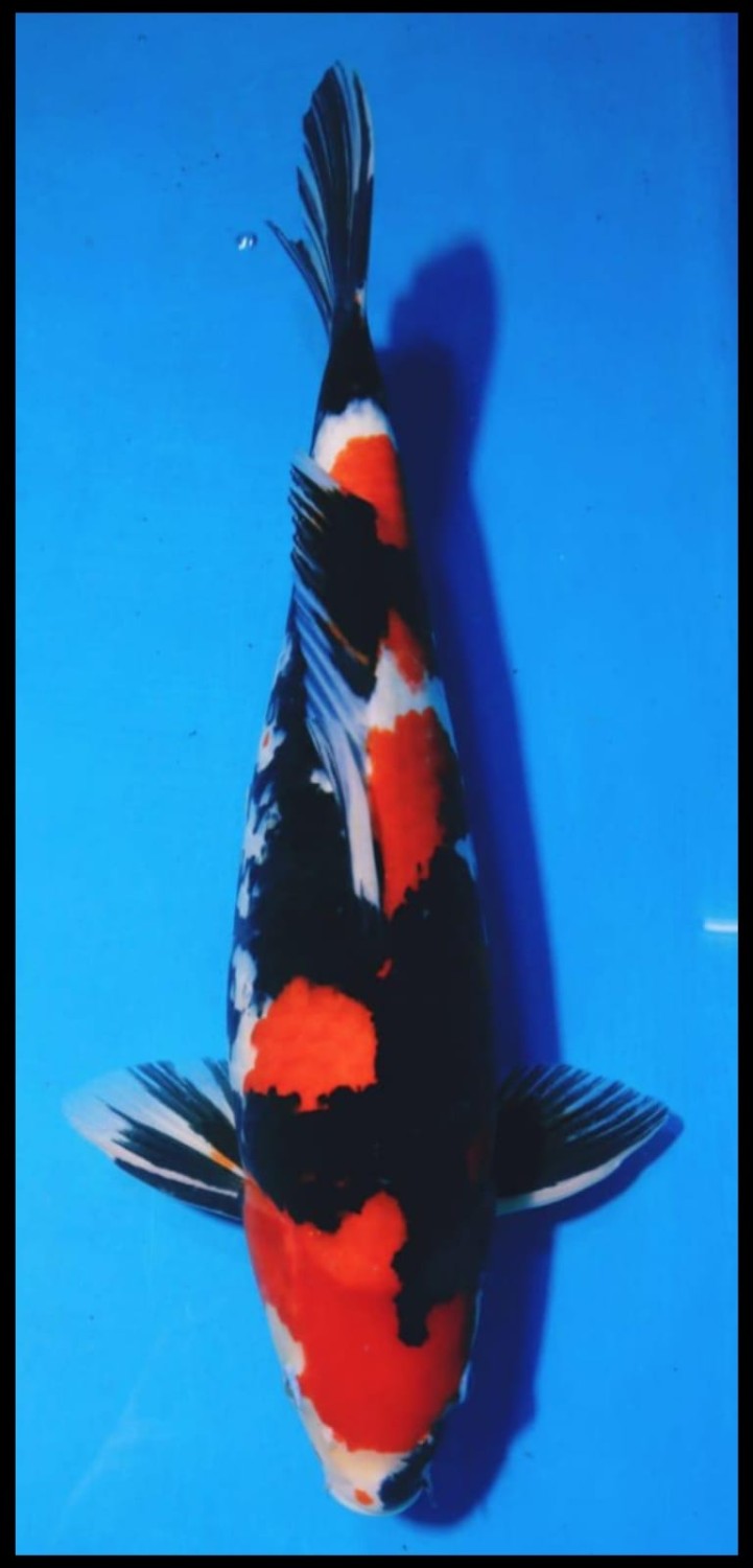 Juara 5